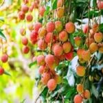 Kamagra eczane satış siteleri