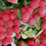 Cobra 130 mg hapı faydaları hakkında