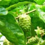 Vega 100 mg tablet etki süresi