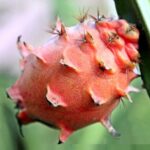 Vega 100 eczanede satılıyor mu