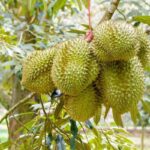 Cobra 130 mg satışı yapan firmalar